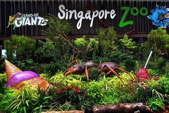 Famous place of Singapore Zoo to visit