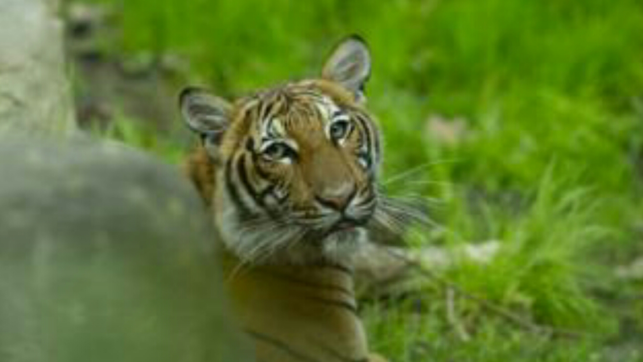 Tiger at Bronx Zoo tests positive for Covid-19