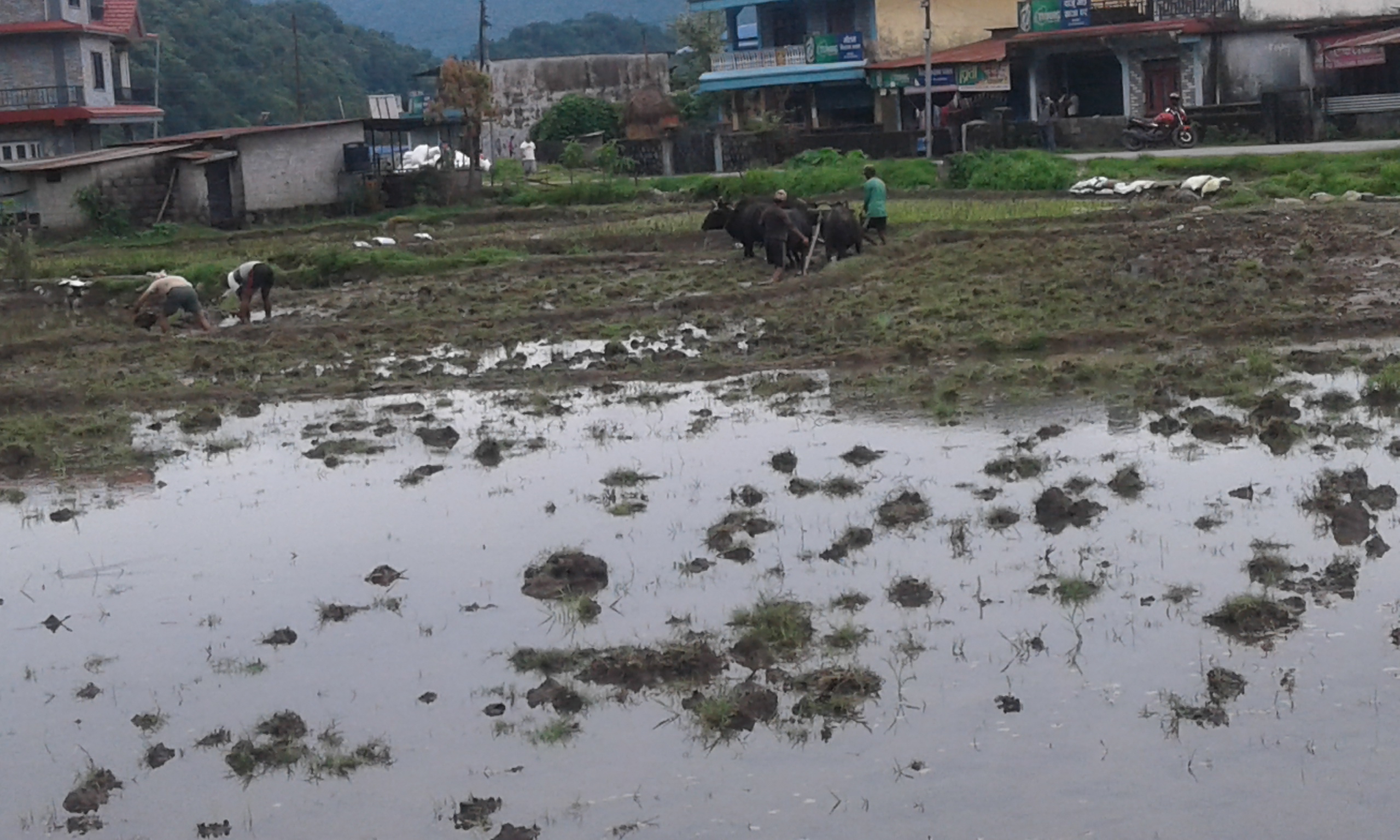 Happy Ashar 15 Ropain and Dahi Chiura To You All