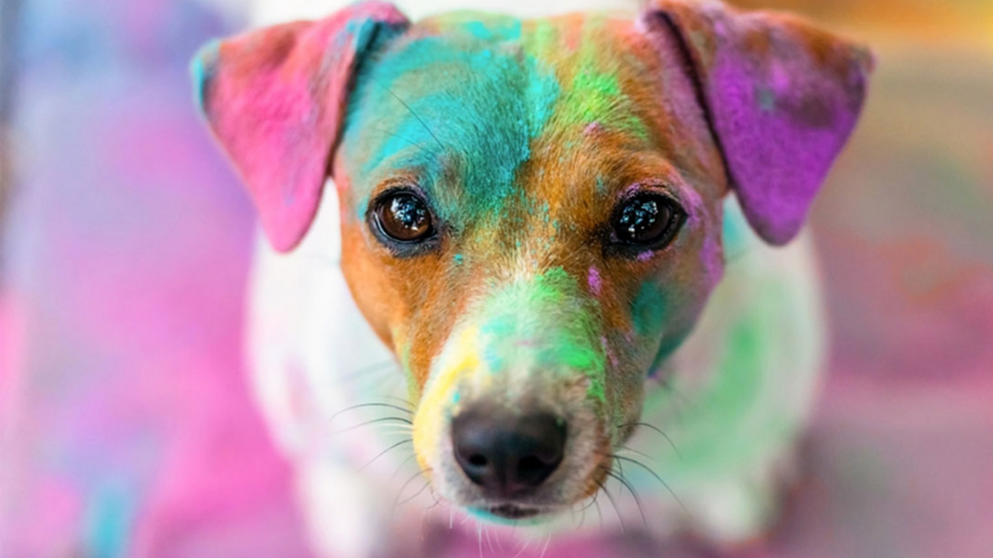 How to Take Care of Pets on Holi 