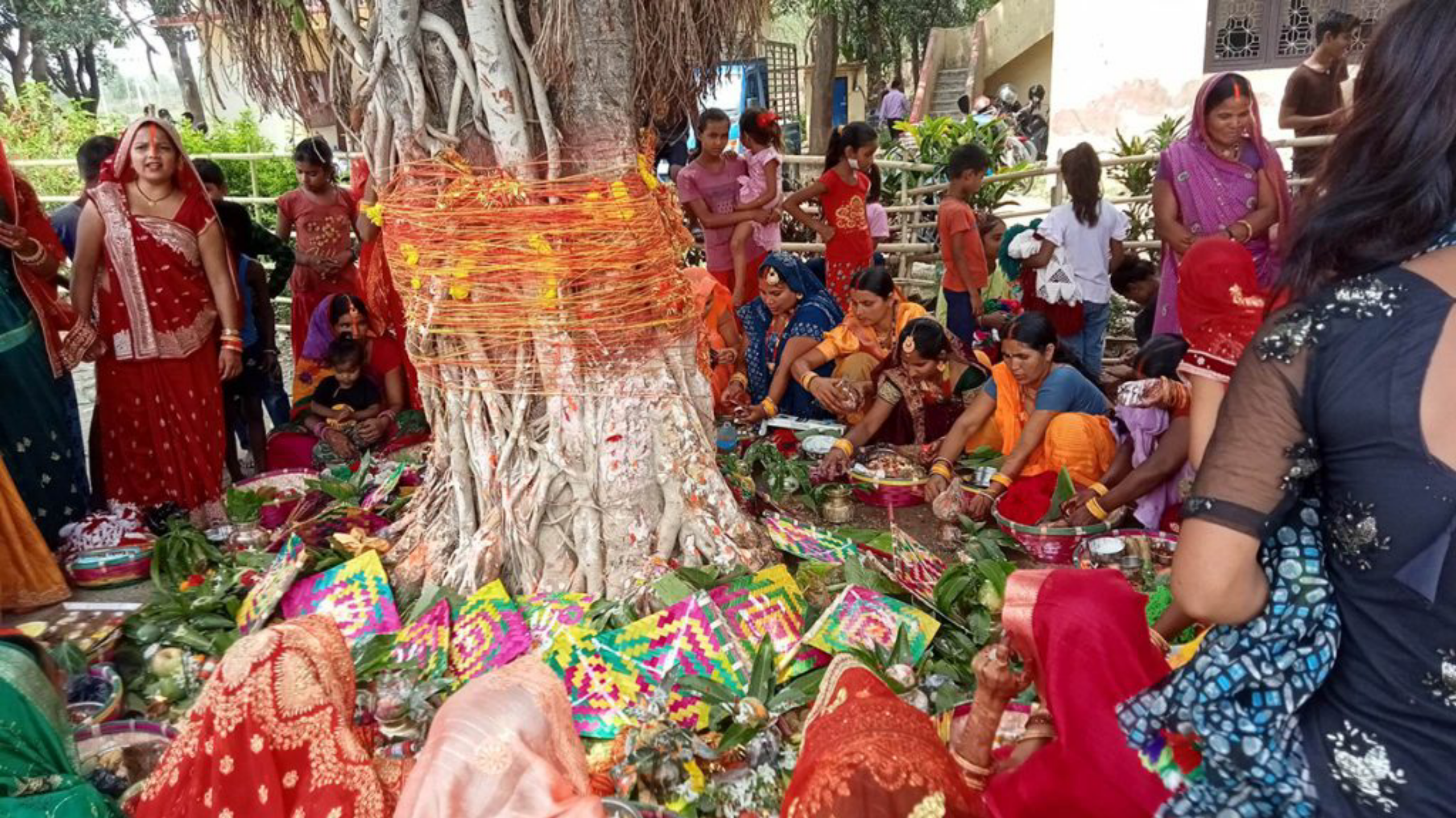 The Vatsavitri Festival Is Being Celebrated In Mithilanchal Today 