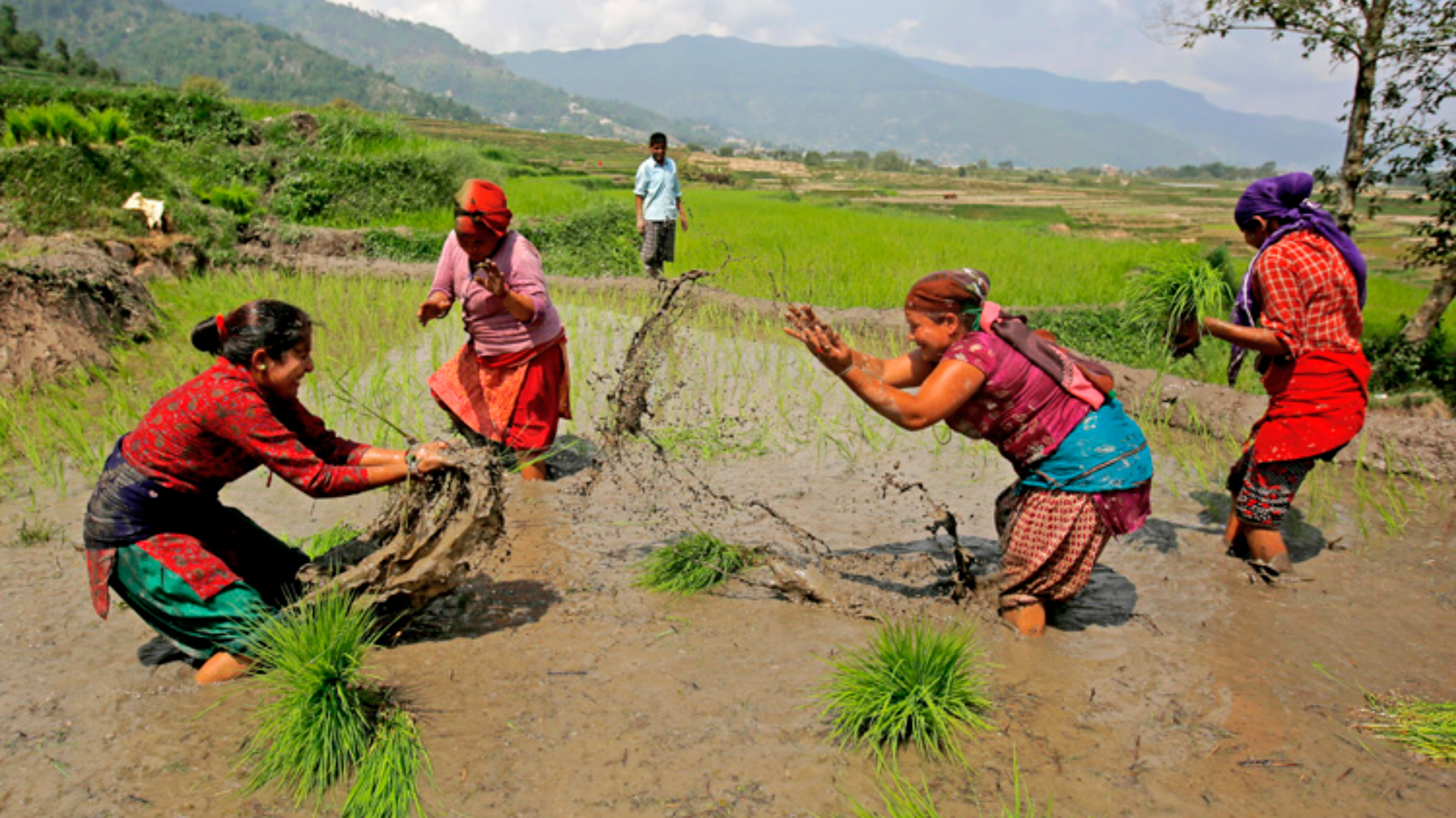 National Paddy Day In Nepal 2081