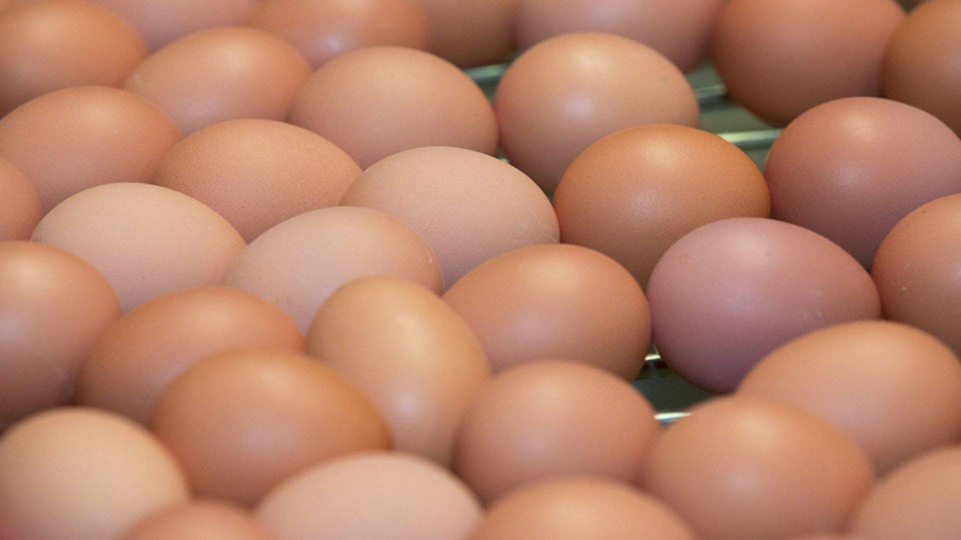 Price Of Eggs Increased By 30 Rupees Per Crate