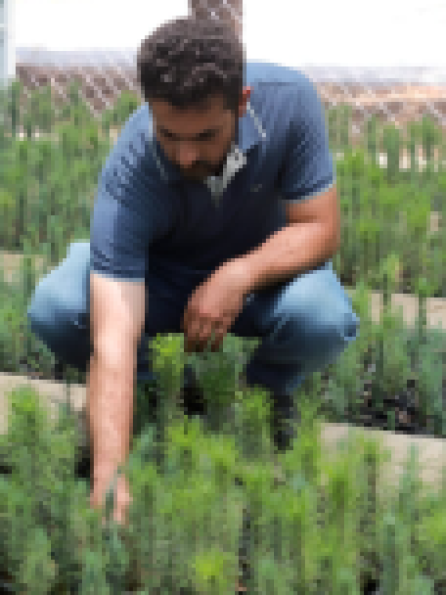 Saving the vanishing forests of Iraq's Kurdistan