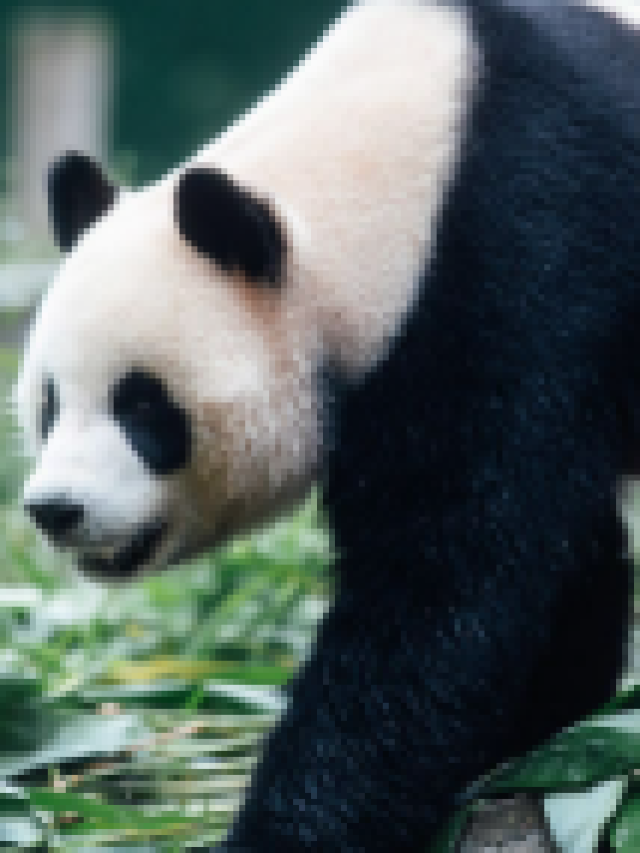 Panda pair arrive to VIP welcome in Hong Kong