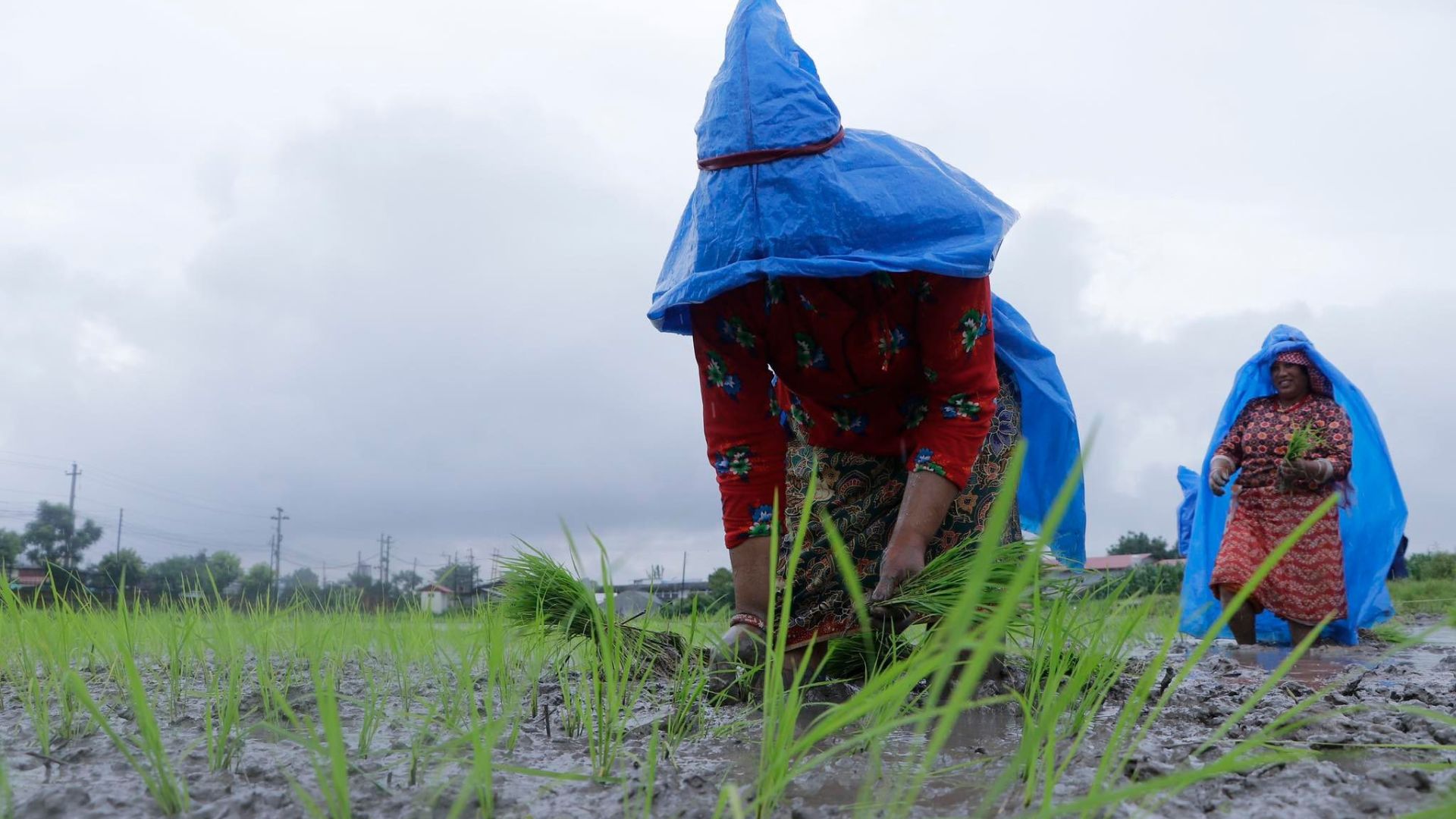 National Paddy Day In Nepal In 2082