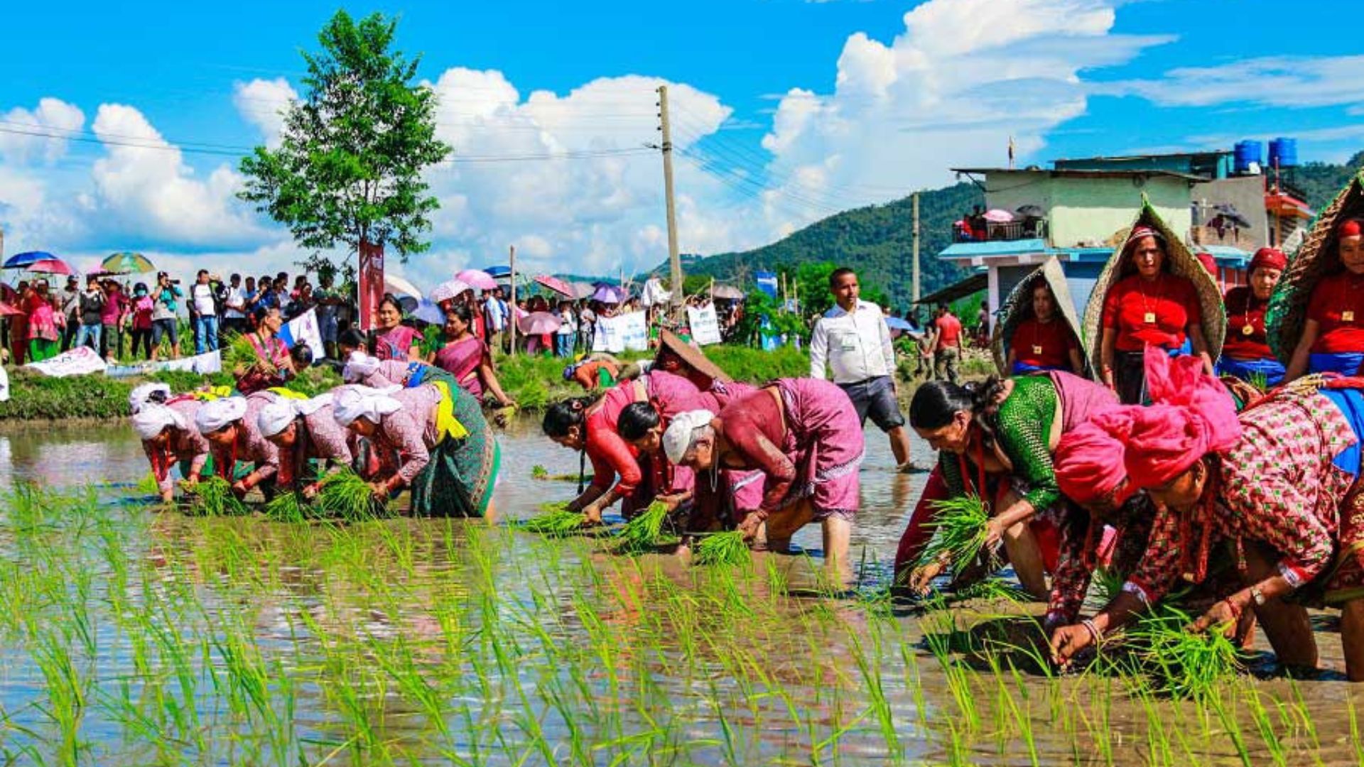 Dhan Diwas 2082 In Nepal