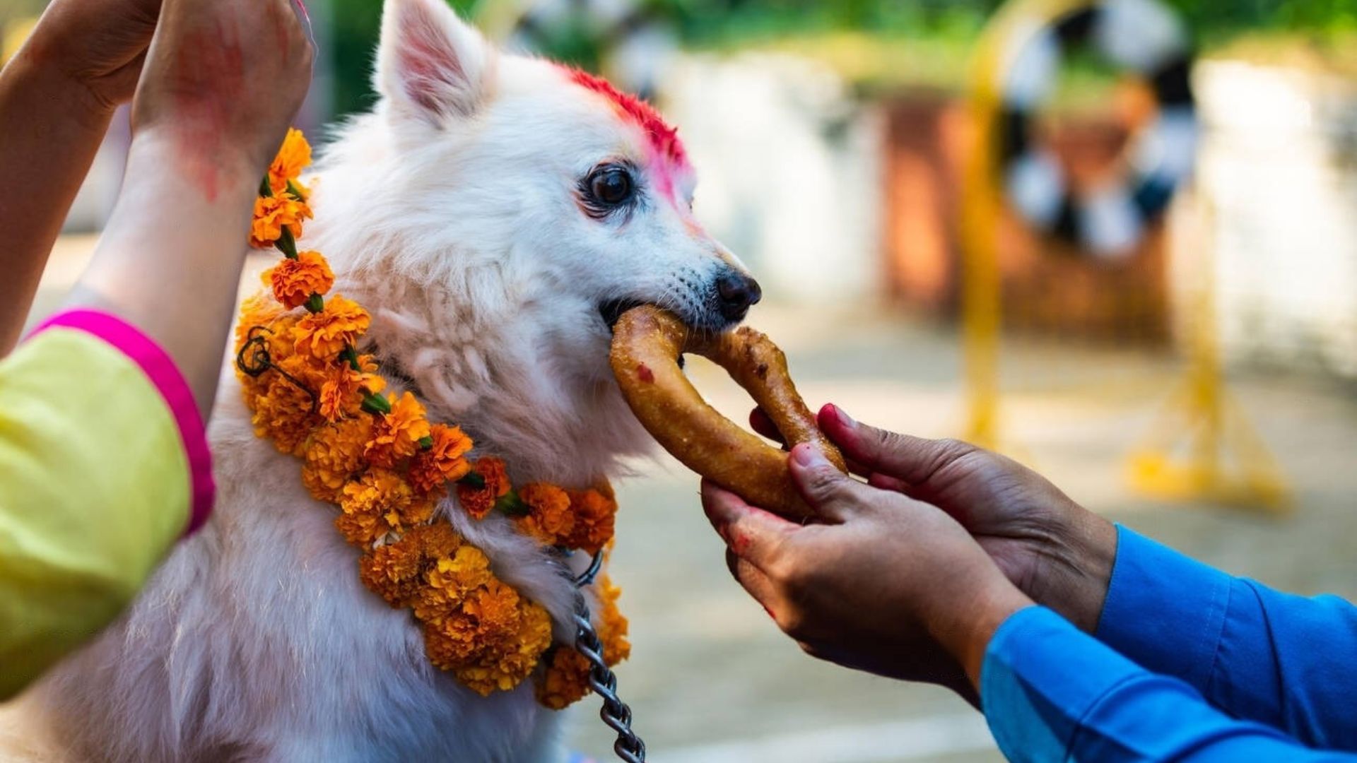 When Is Kukur Tihar 2025