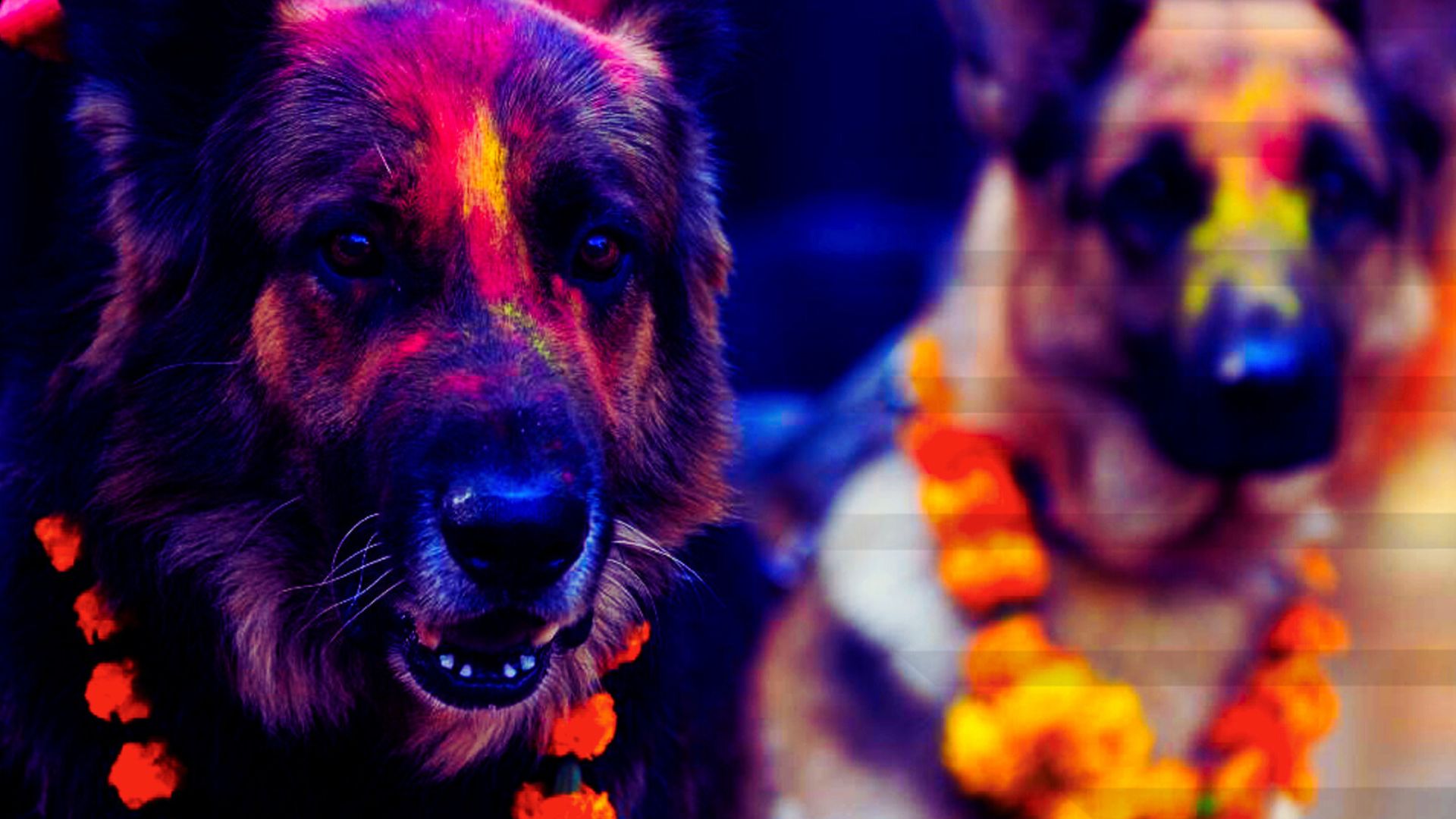 When Did Kurkur Tihar 2025