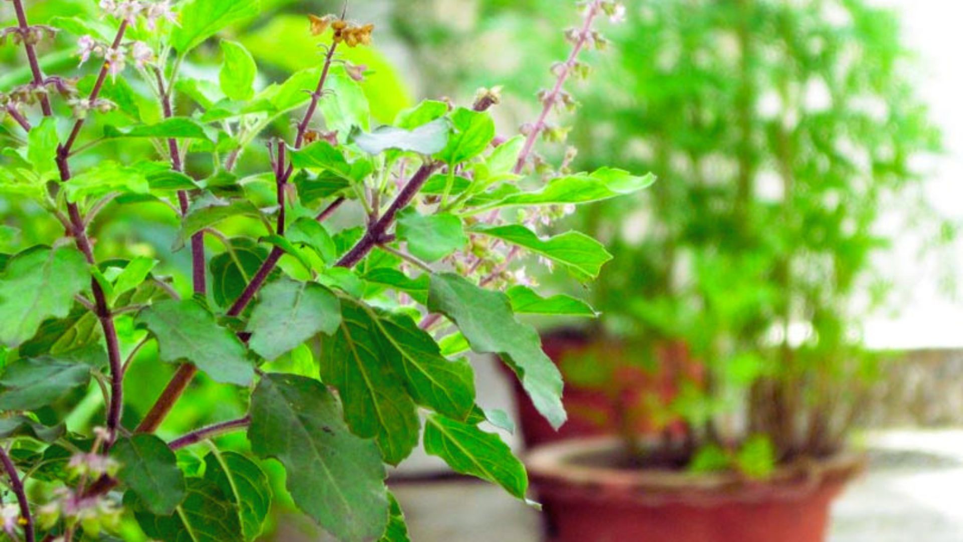 Today Is Harishayani Ekadashi: Tulsi Plants Are Being Transplanted